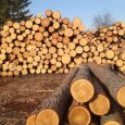 “Lose 600 million Euros to win, or why the moratorium on exports of logs can`t be lifted” – expert opinion of Ivanna Fedko, an analyst of the FEAO